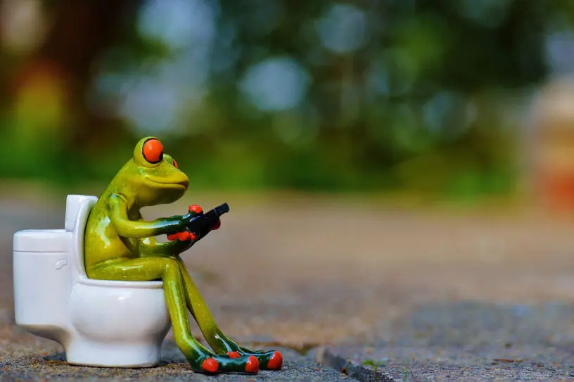 Frog on a toilet photo